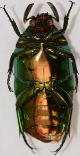 Agestrata luconica